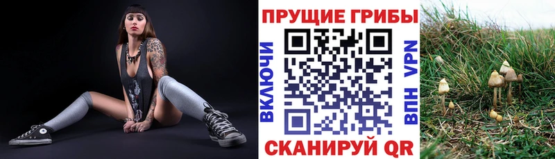 хочу   Тулун  Псилоцибиновые грибы ЛСД 